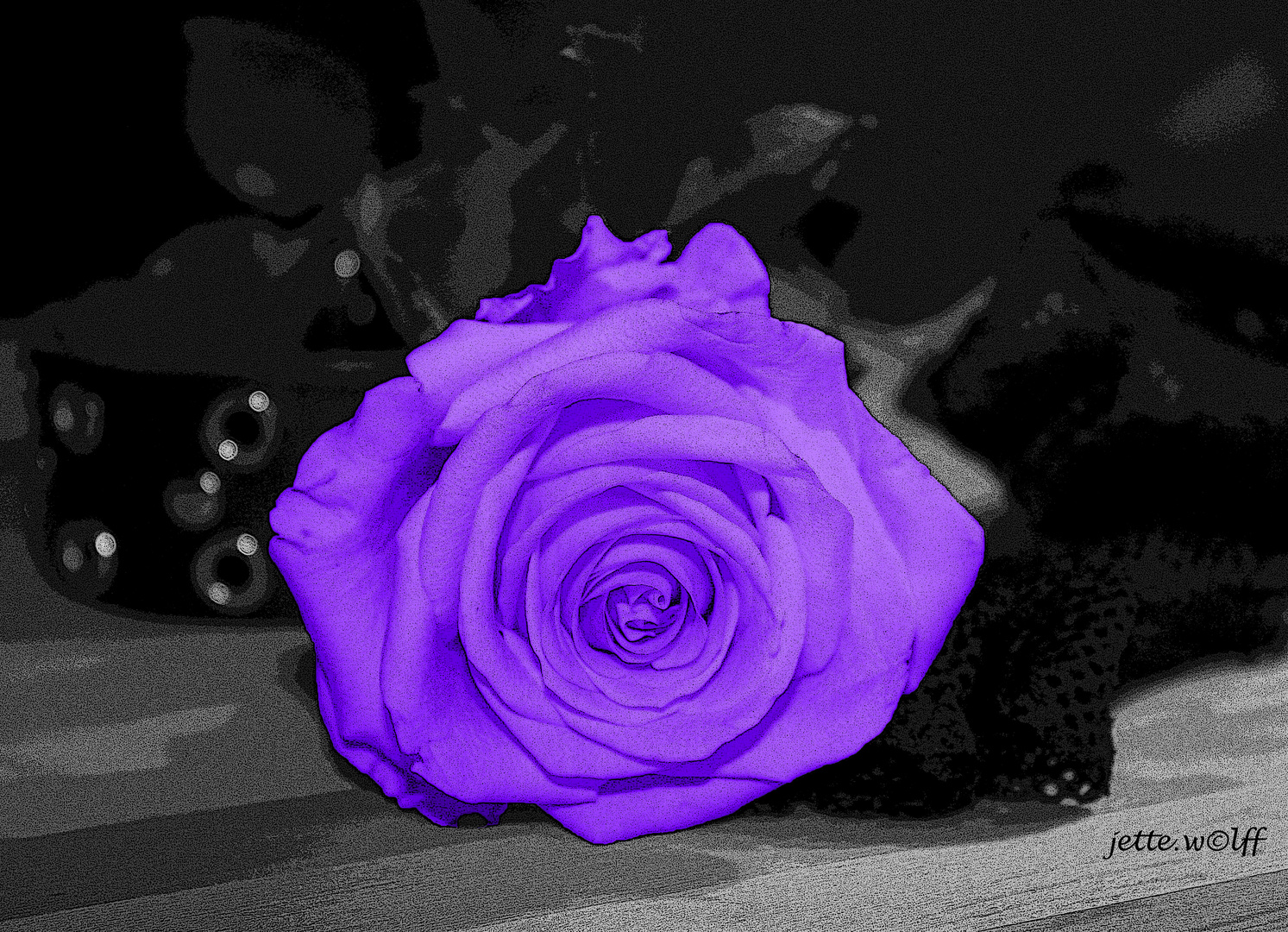 Rosa-Viola