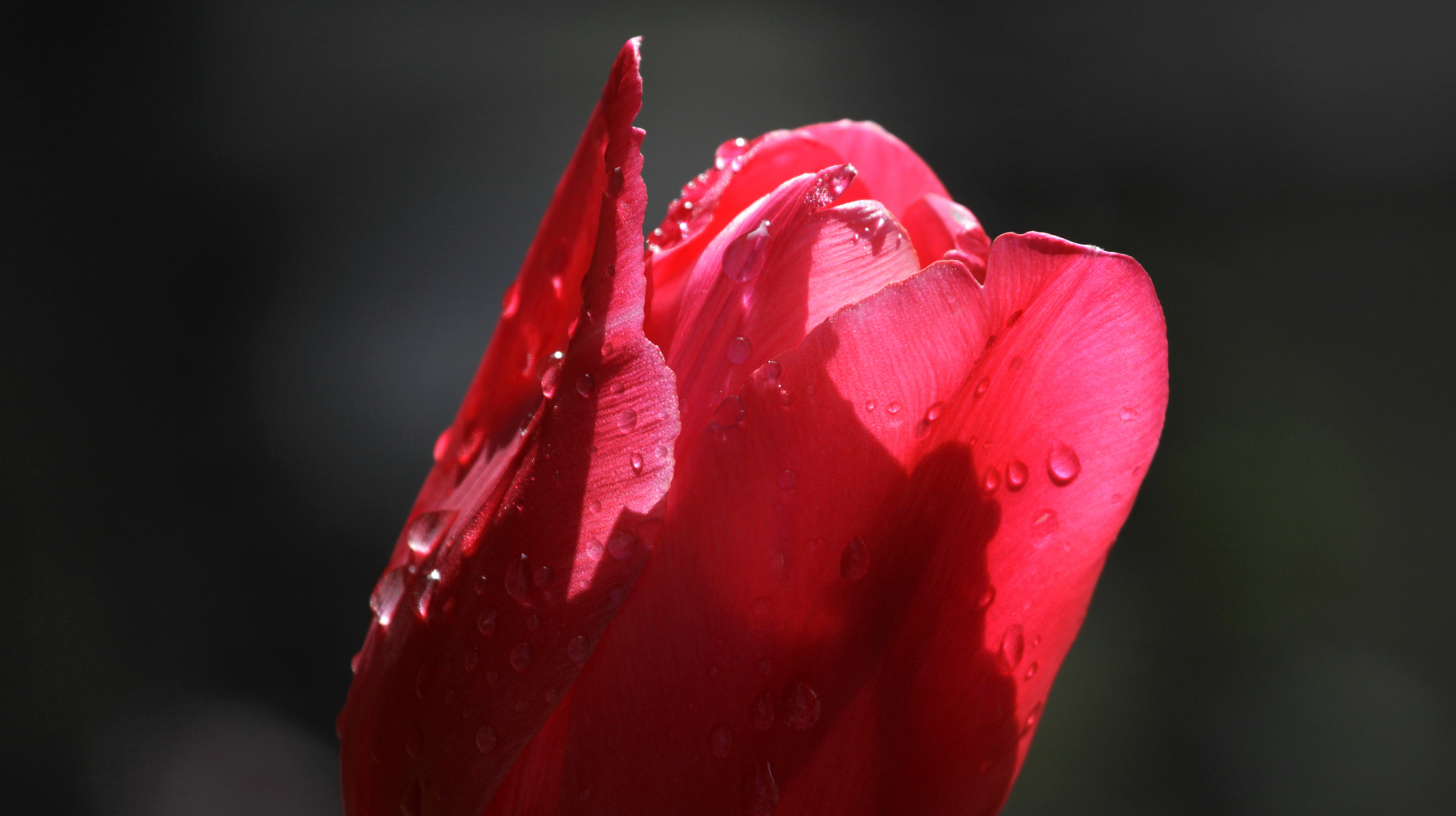 rosa vor grau