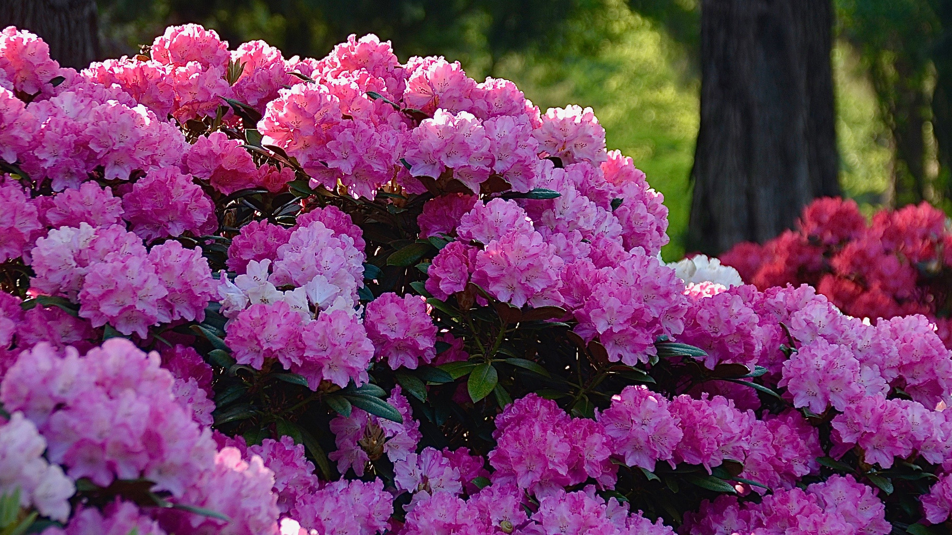 Rosa Wattebällchen