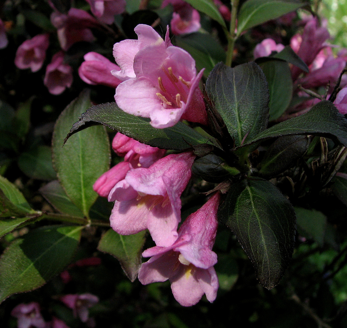 Rosa Weigelie (Weigelia florida), auch Glockenstrauß genannt Foto