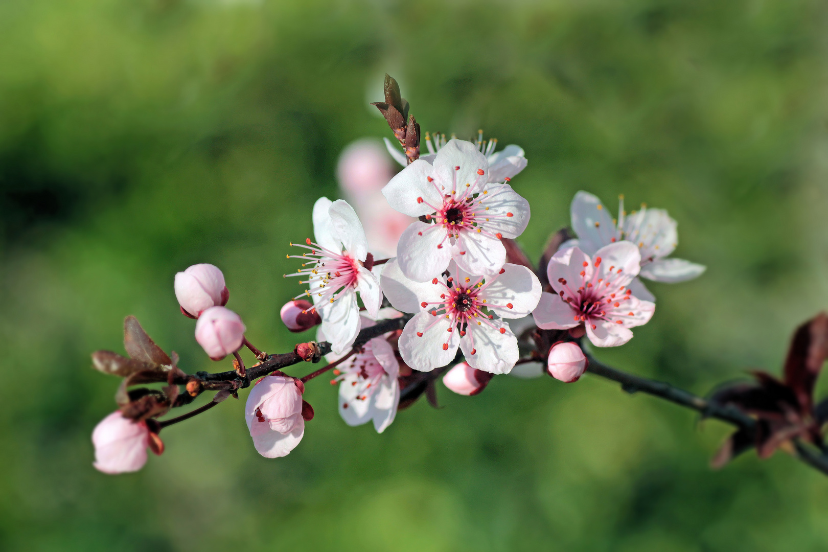 rosa-weiß vor grün