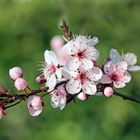 rosa-weiß vor grün