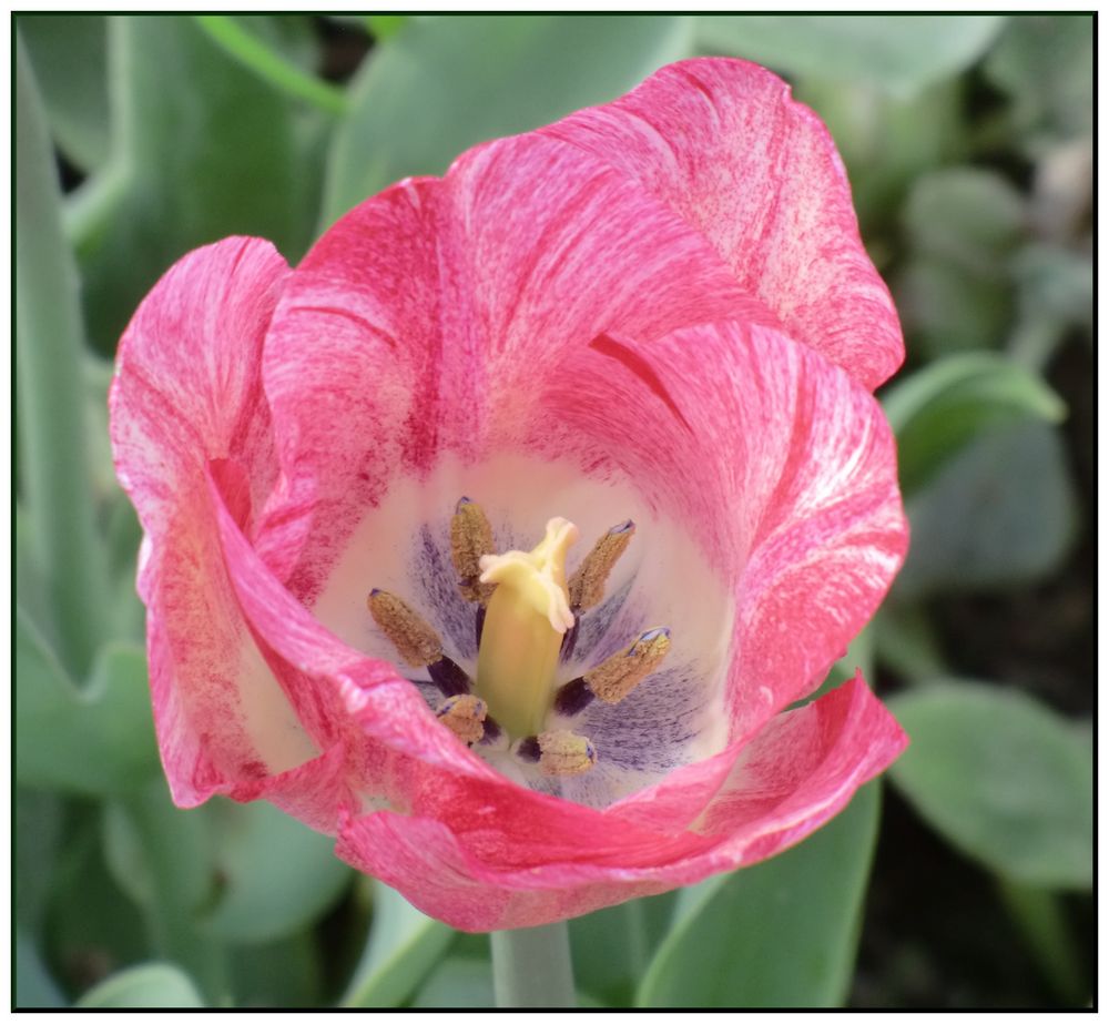 Rosa-weiße Tulpe