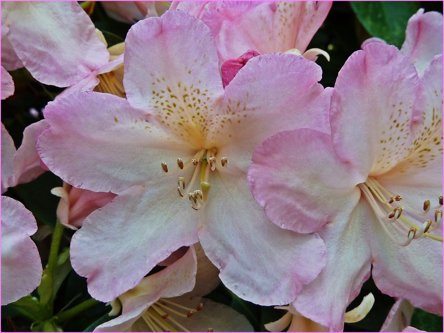 rosa-weißer Blütentraum