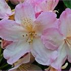 rosa-weißer Blütentraum