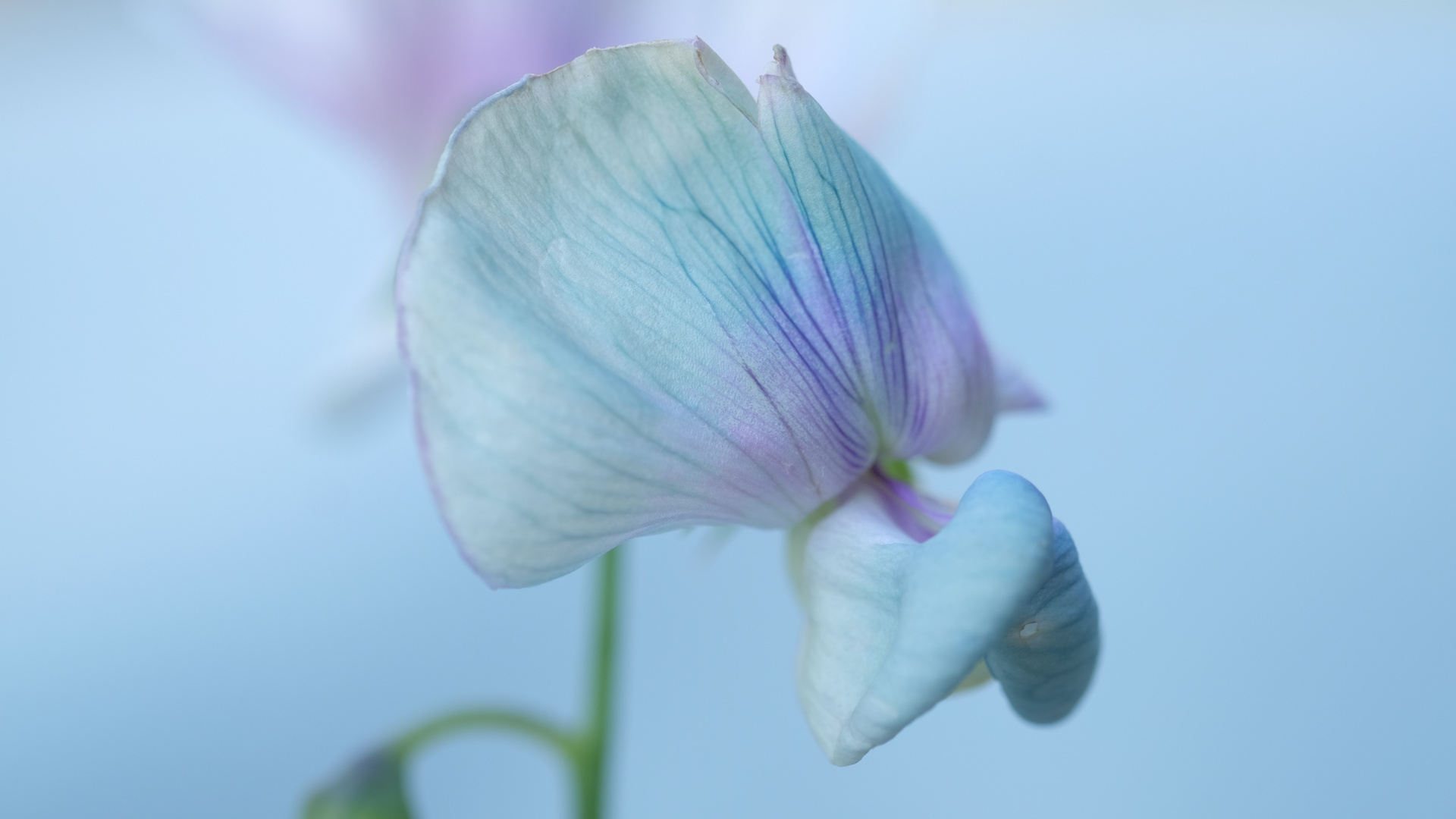 Rosa-Wicke-blau-verblühend