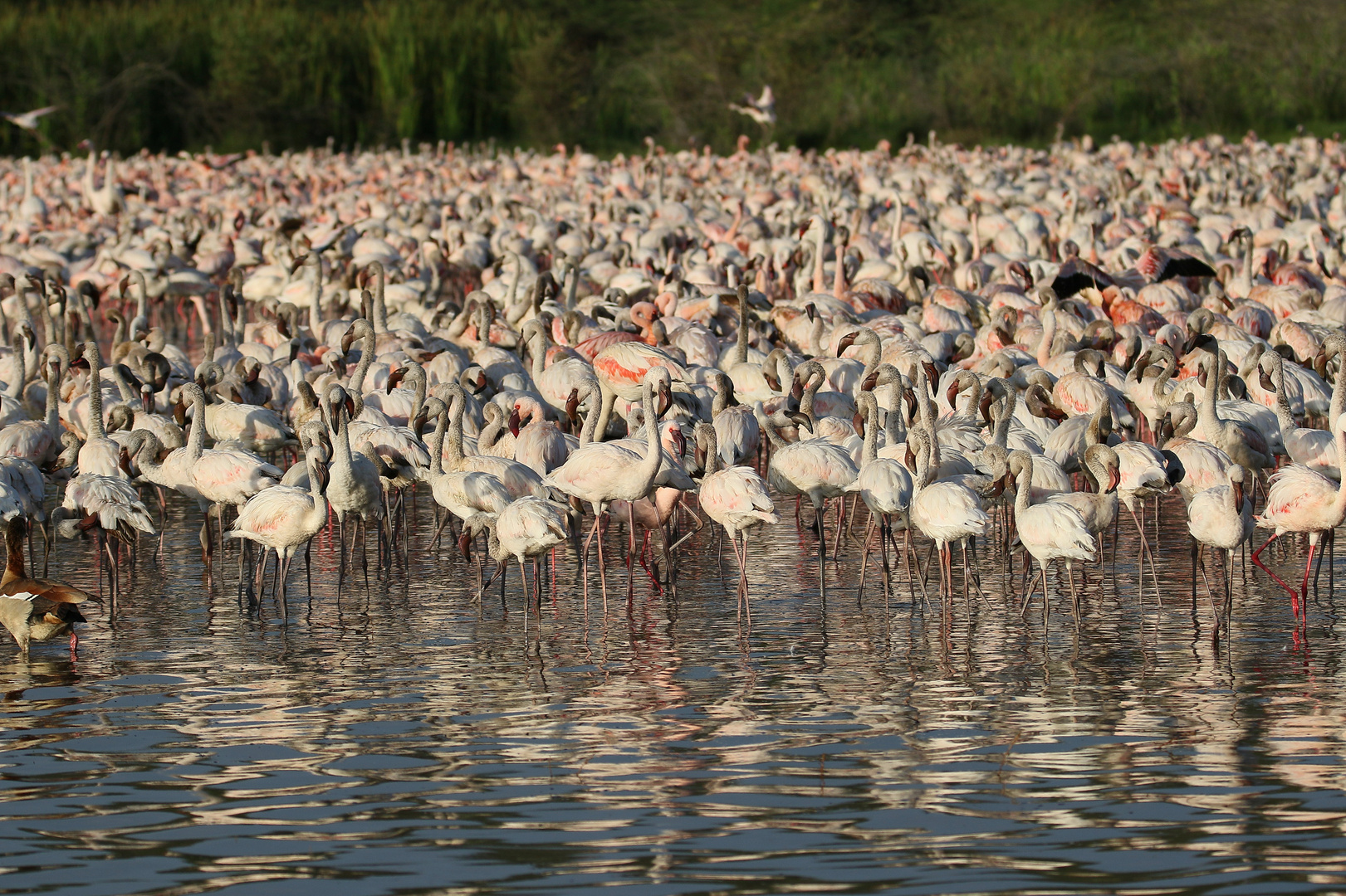 Rosa- wie auch Zwergflamingos tummeln sich hier im Bogoria See