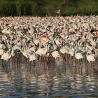 Rosa- wie auch Zwergflamingos tummeln sich hier im Bogoria See