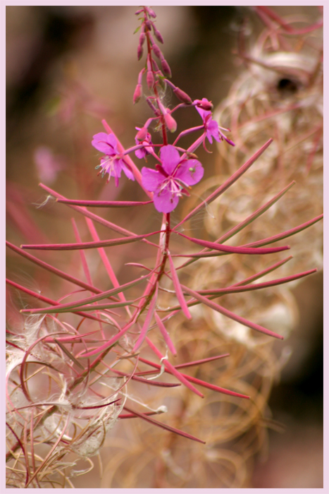 rosa Wiesenblume