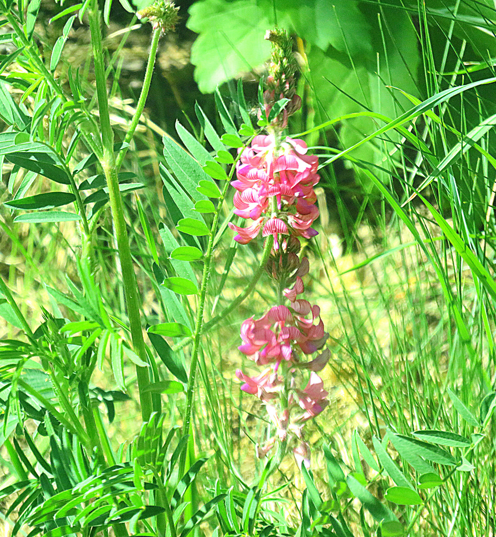 Rosa Wildpflanze- Esparsette