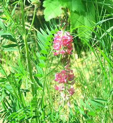 Rosa Wildpflanze- Esparsette