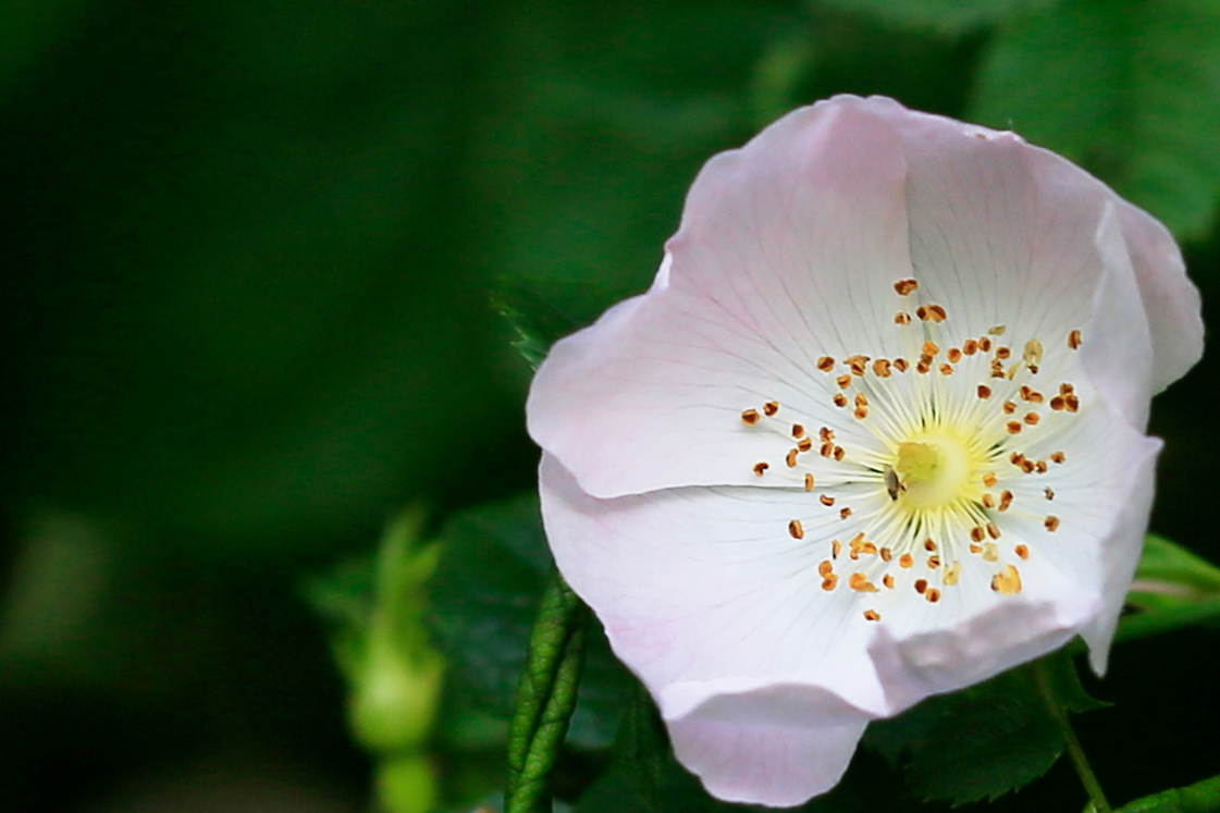 Rosa Wildrose am Zeuterner See