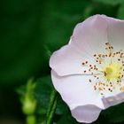 Rosa Wildrose am Zeuterner See