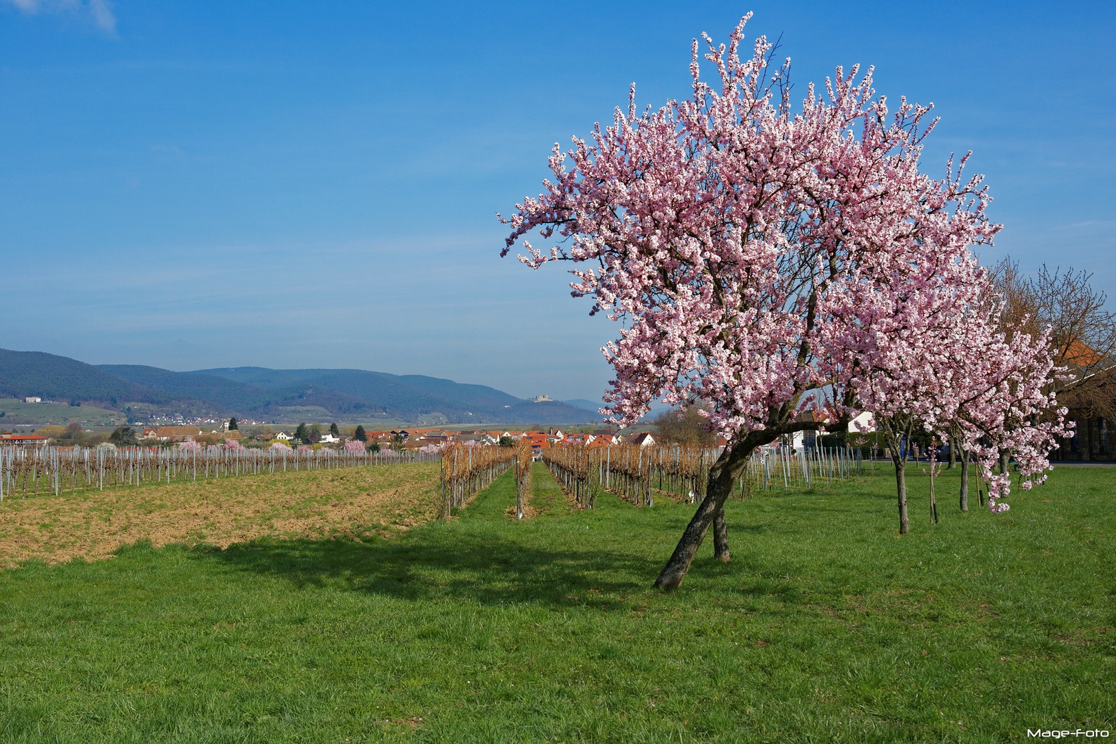 Rosa Wochen in der Pfalz