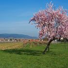 Rosa Wochen in der Pfalz