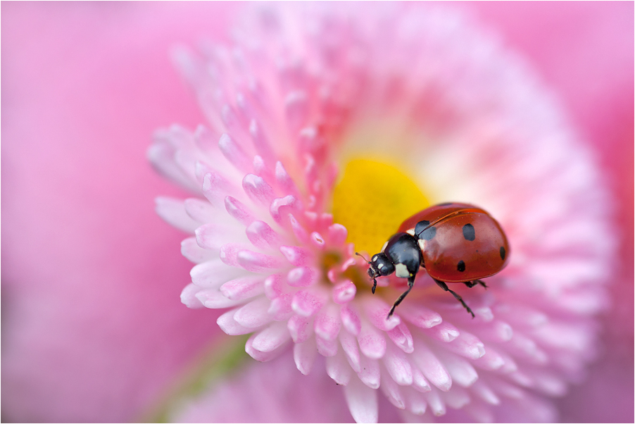 ..rosa Wolke ohne gelb.. ;-)