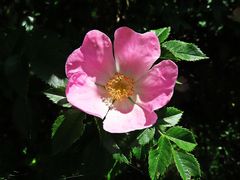 Rosa Woodsii 