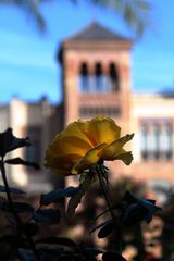 rosa y museo de artes y costumbres