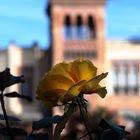 rosa y museo de artes y costumbres