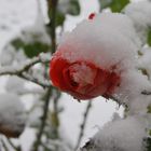 rosa y nieve