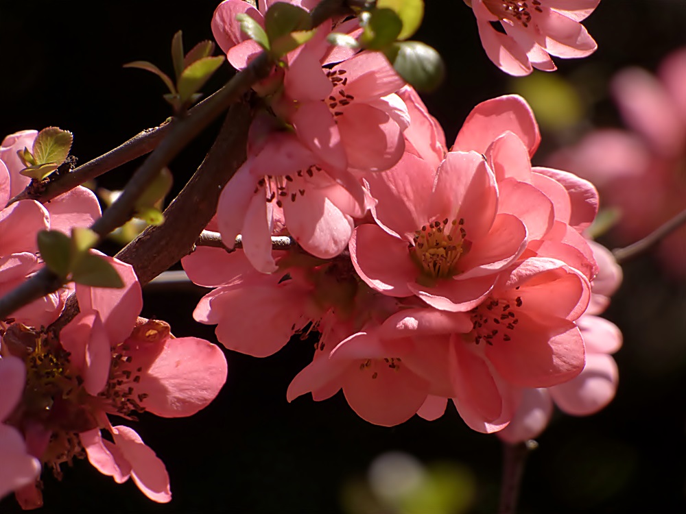 Rosa Zierquittenblüten.