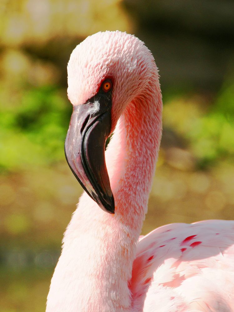 Rosa Zwergflamingo