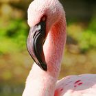 Rosa Zwergflamingo