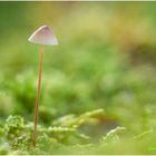 rosablättriger helmling (mycena galericulata).....