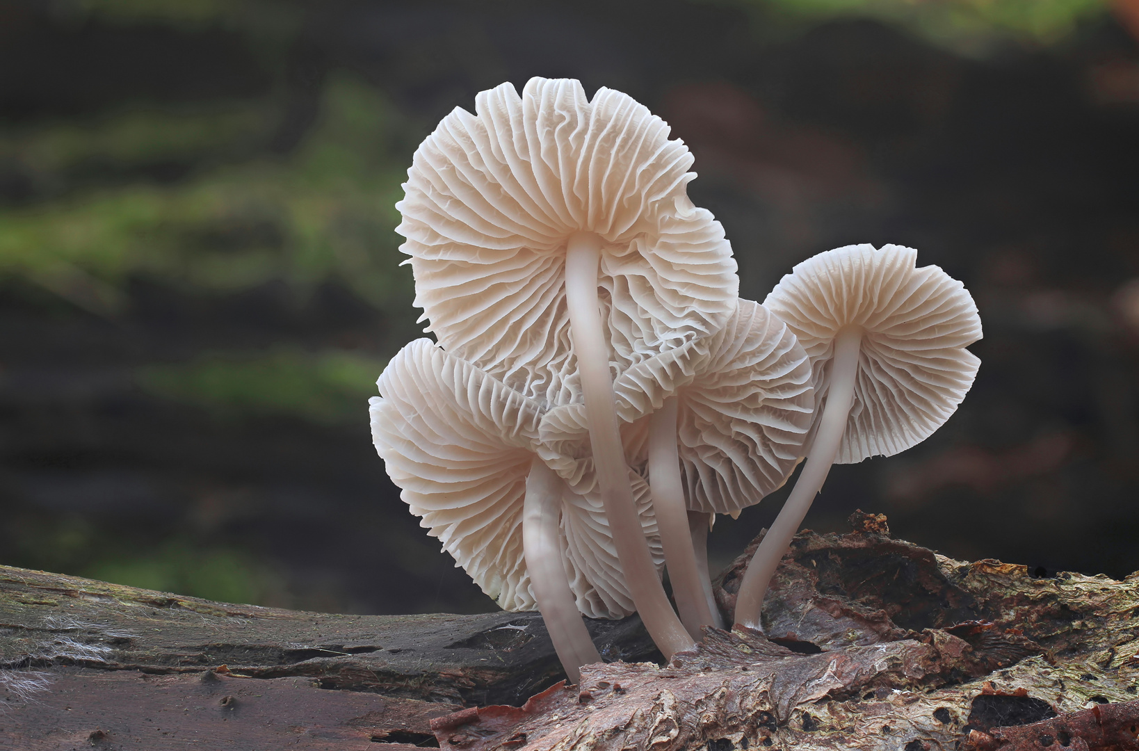 Rosablättriger Helmling (Mycena galericulata)