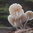 Rosablättriger Helmling (Mycena galericulata)