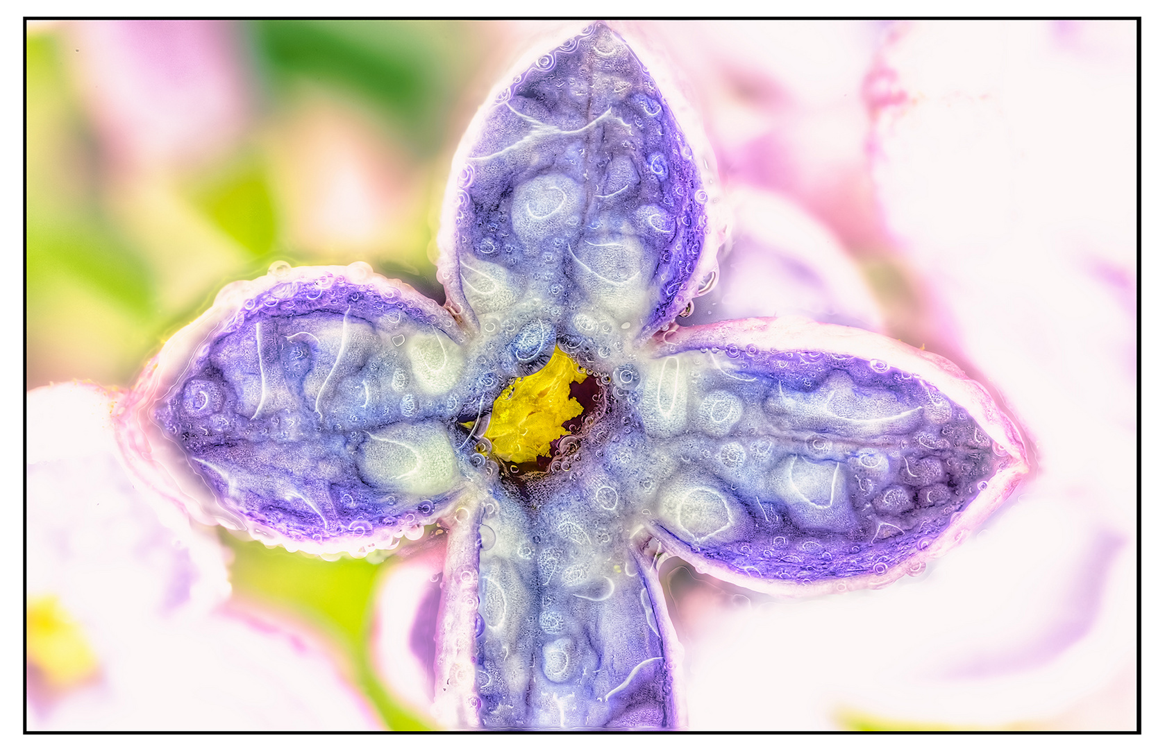 Rosablaue Blüte 2013 HDR