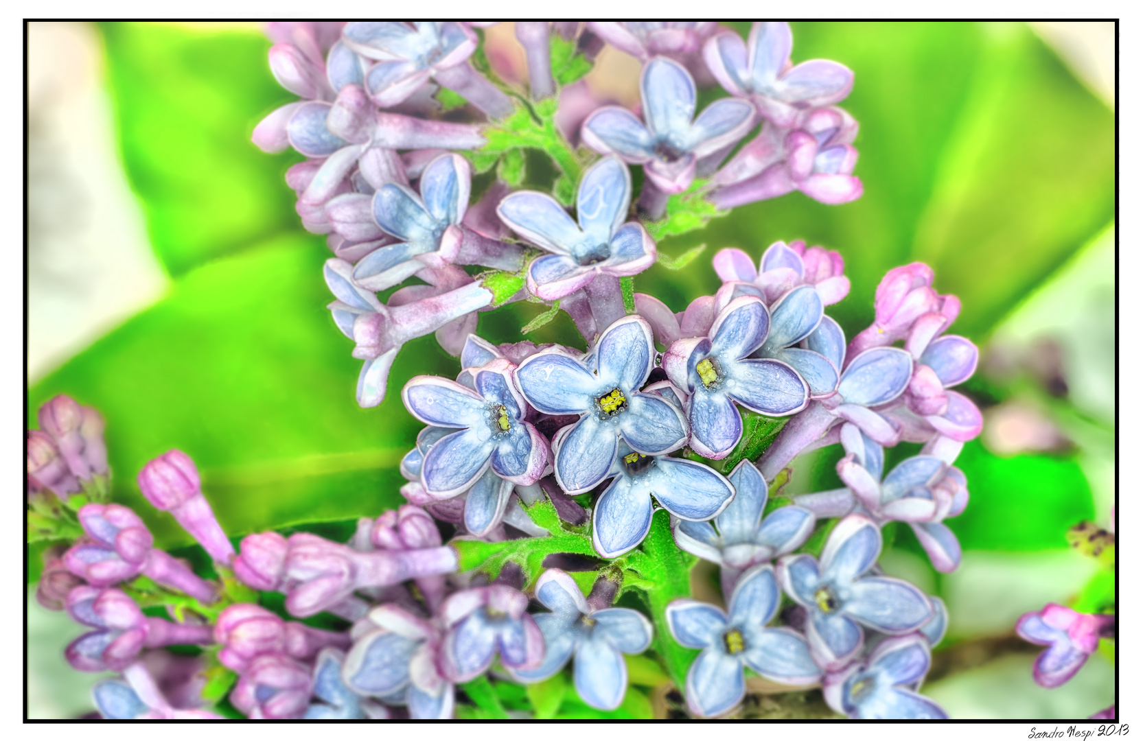 Rosablaue Blüten HDR 2013