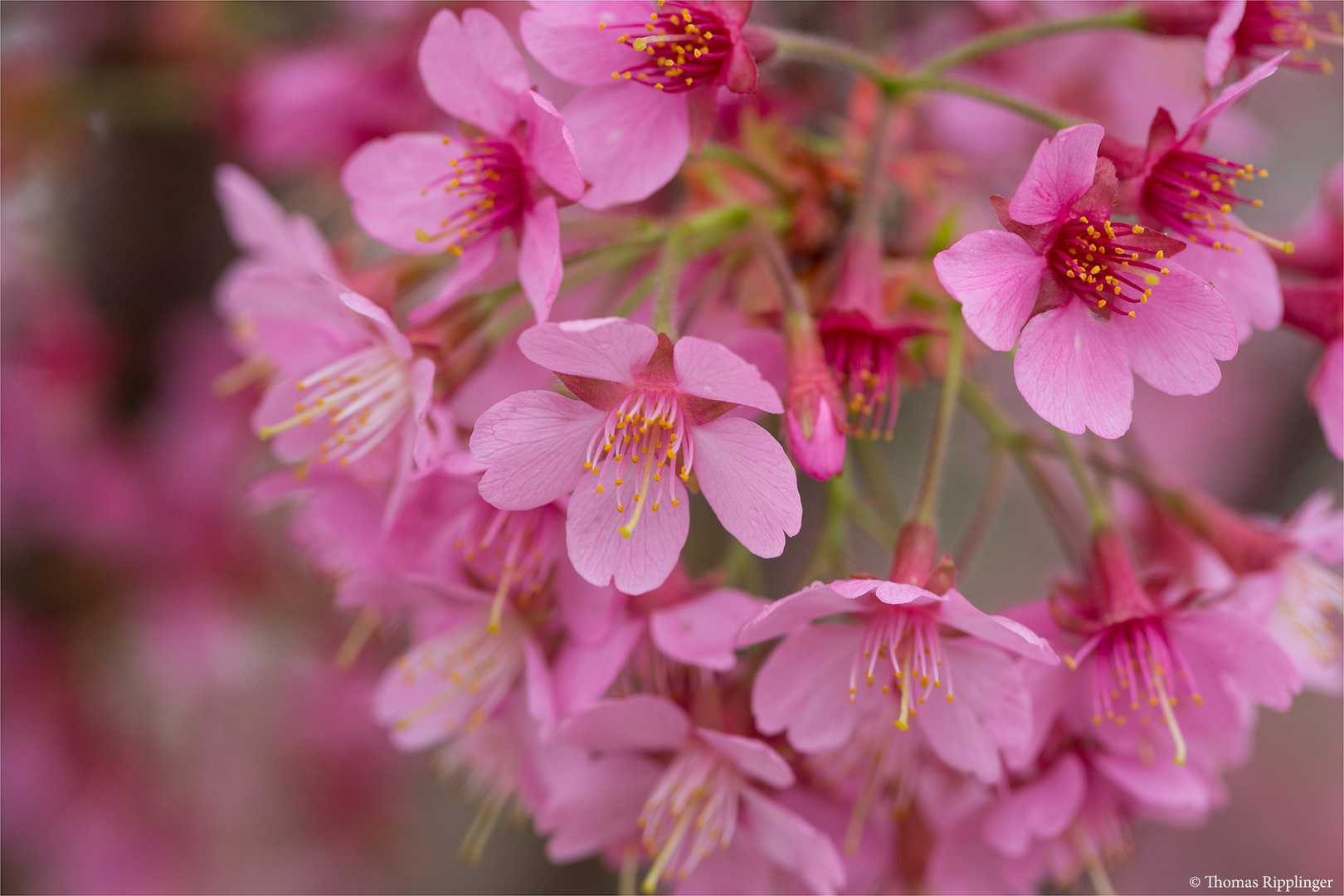 Rosablühende Zierkirsche (Prunus Kursar).