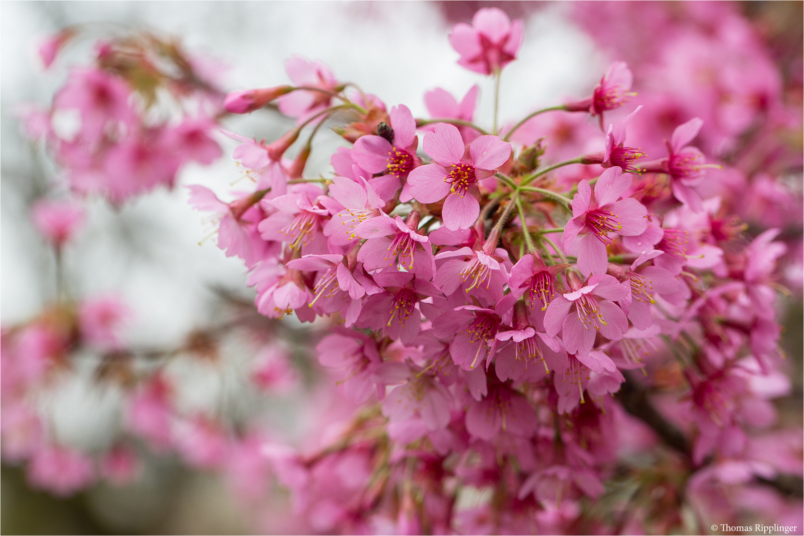 Rosablühende Zierkirsche (Prunus Kursar)