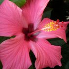 Rosablühender Hibiskus