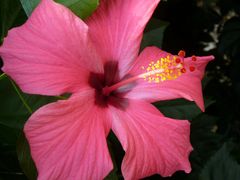 Rosablühender Hibiskus