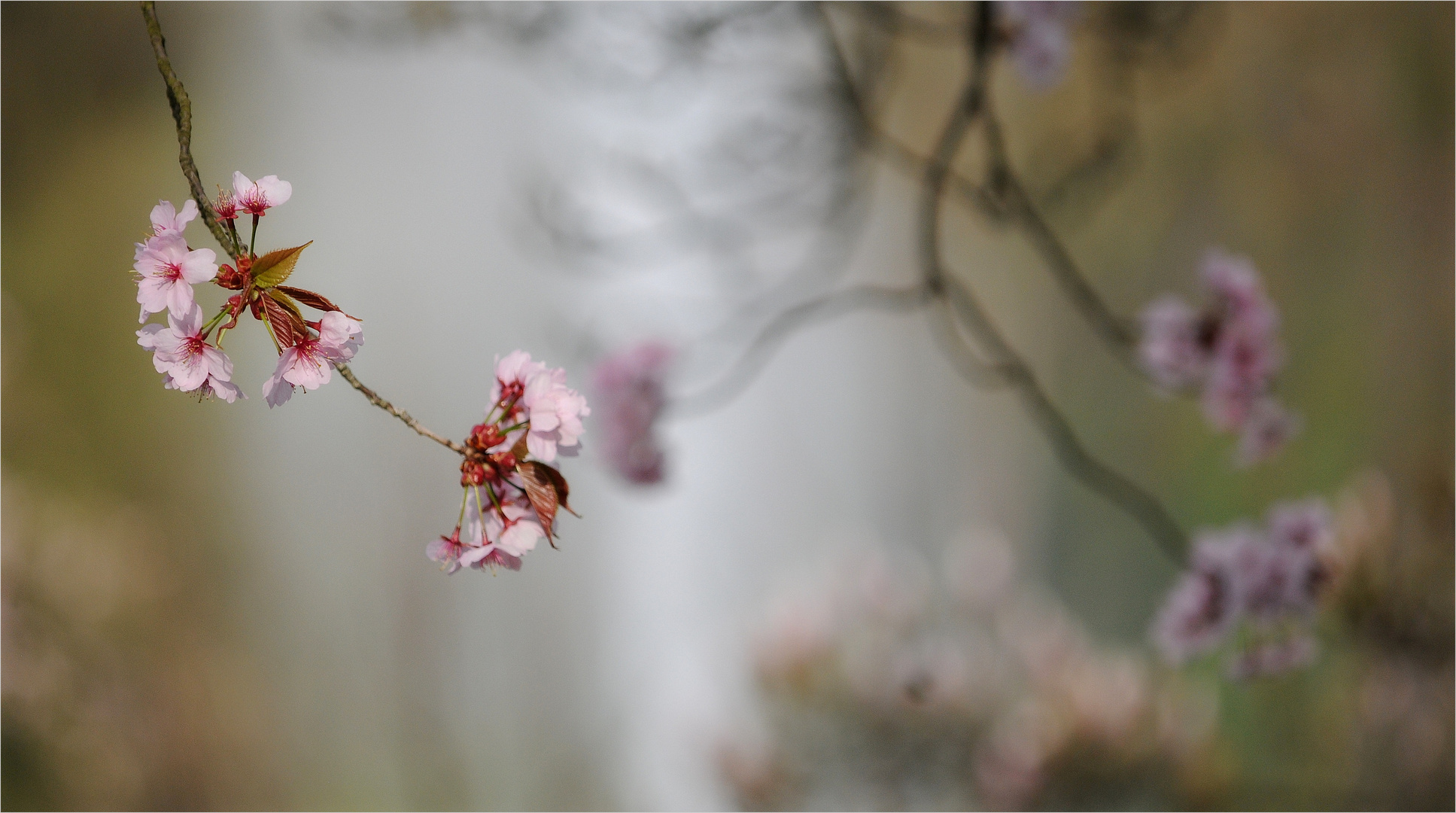 *Rosa°Blüten*