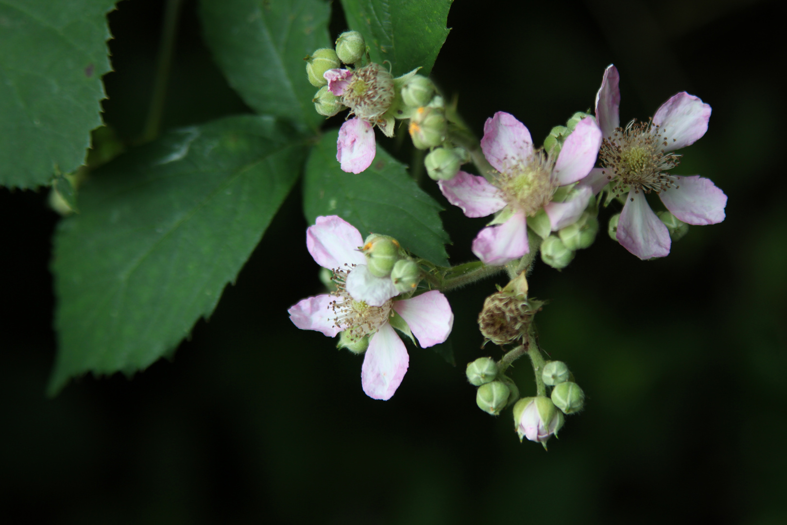 Rosablüten