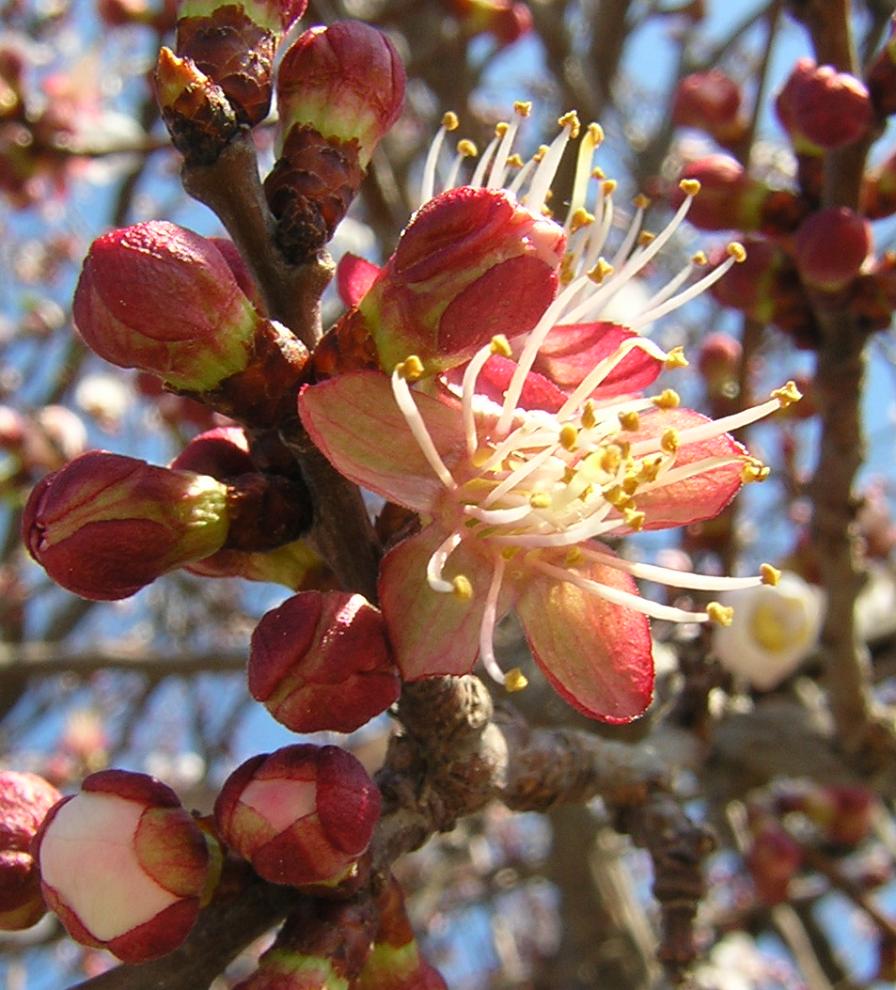 Rosacea,  Albicocco (Prunus armeniaca)