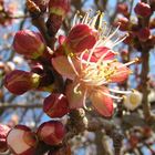 Rosacea,  Albicocco (Prunus armeniaca)