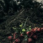 - rosaceae left to die