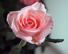Rosafabene Schönheit