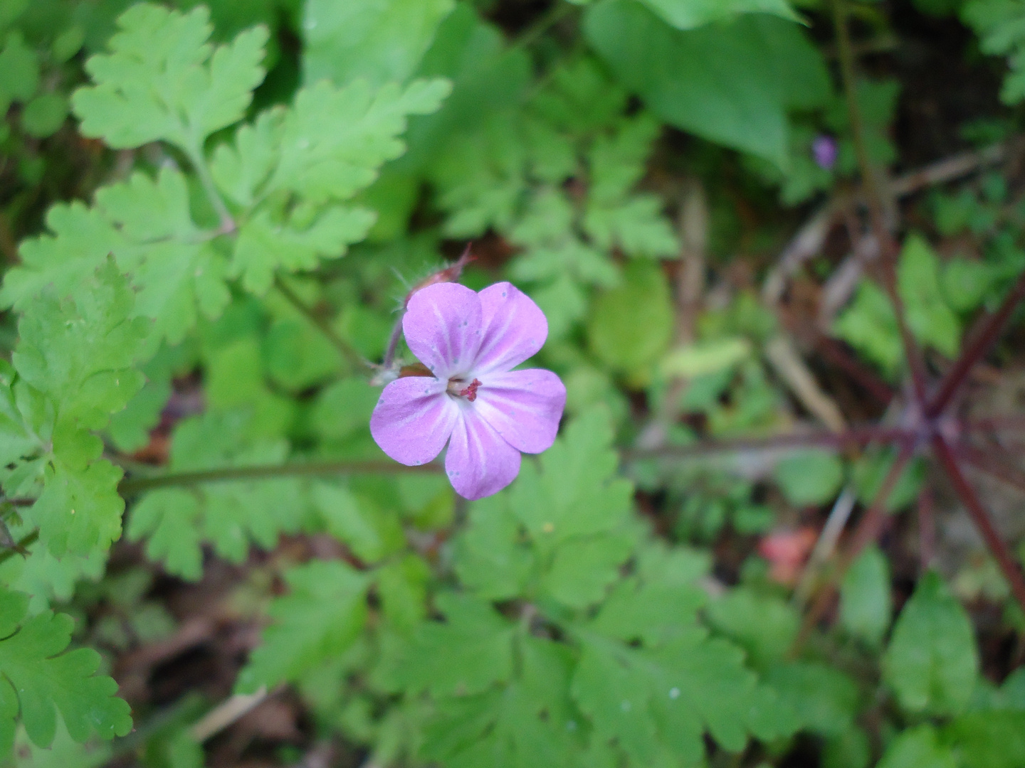 rosafarbene Blume