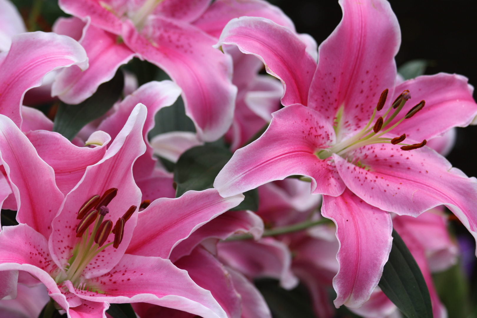 Rosafarbene Blumen im Keukenhof