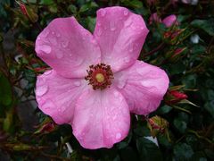 Rosafarbene Heckenrose - Nach dem Regen