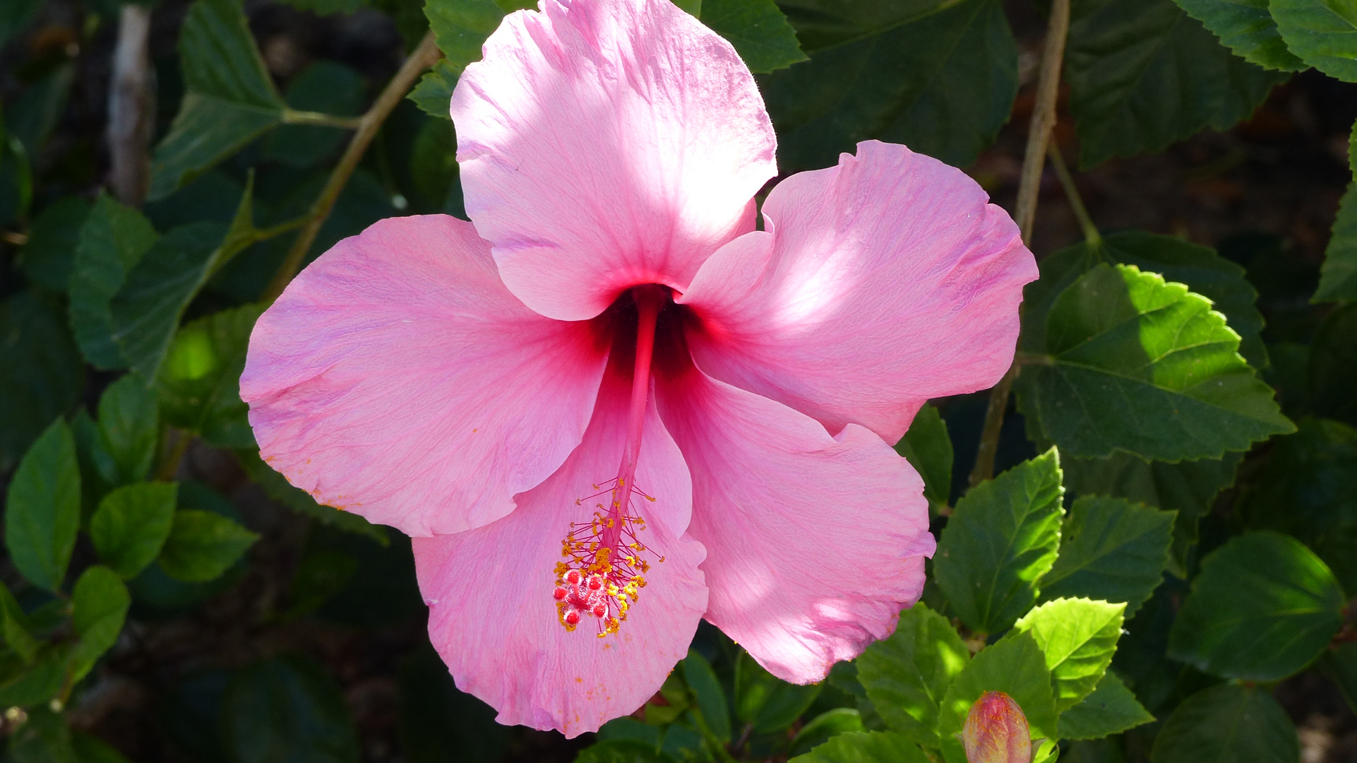 Rosafarbene Hibiskusblüte 