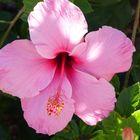 Rosafarbene Hibiskusblüte 