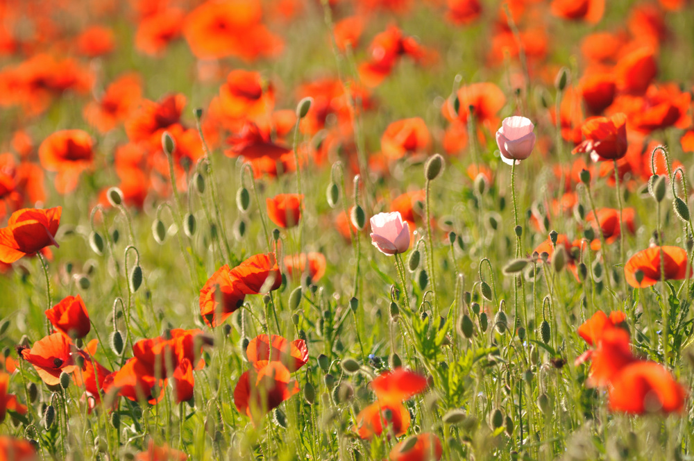 Rosafarbene Mohnblüten