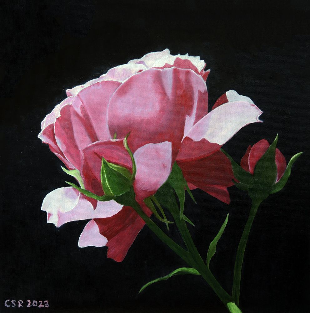 Rosafarbene Rose - Stillleben in Öl gemalt