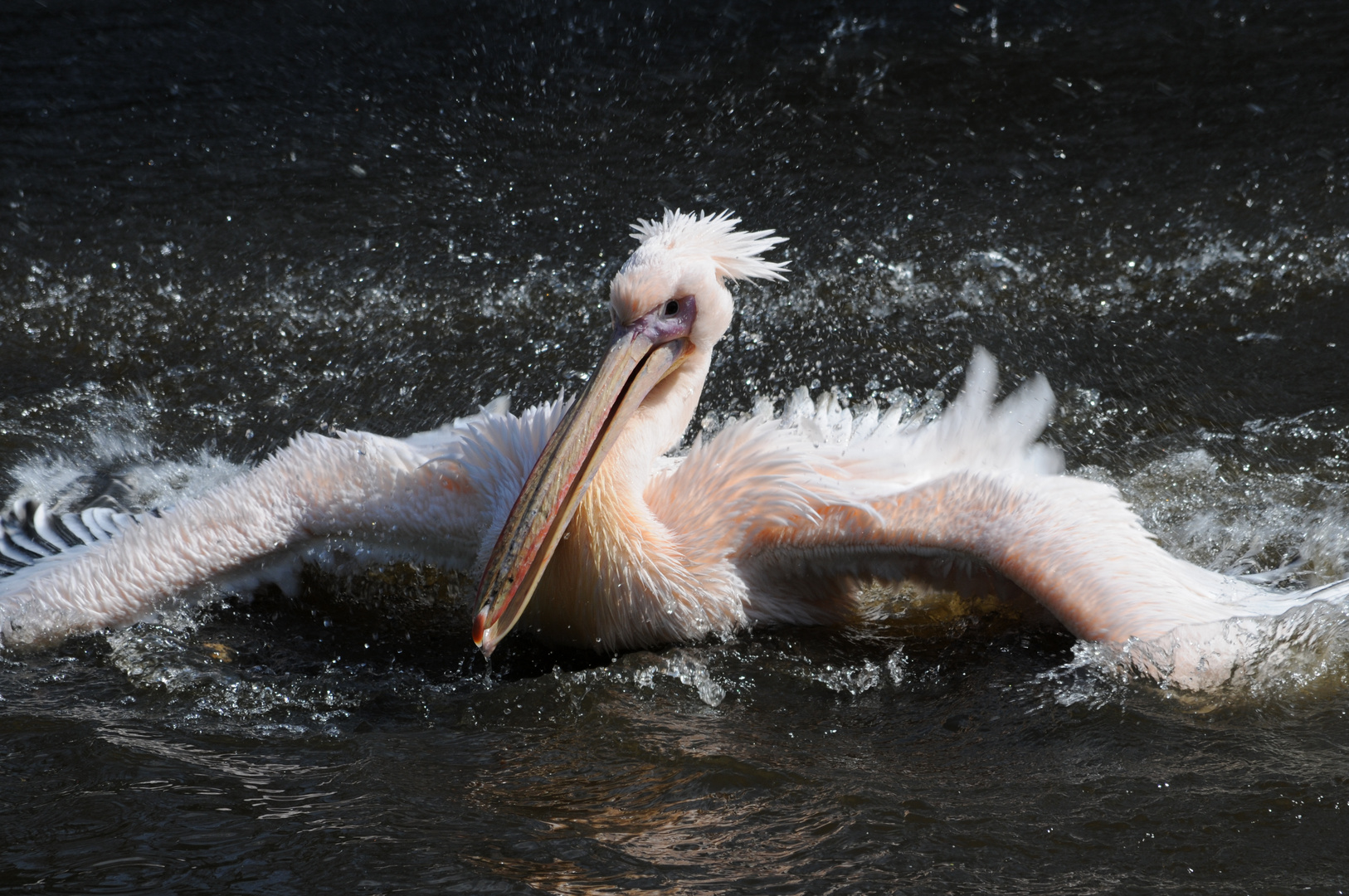 Rosafarbener Pelikan